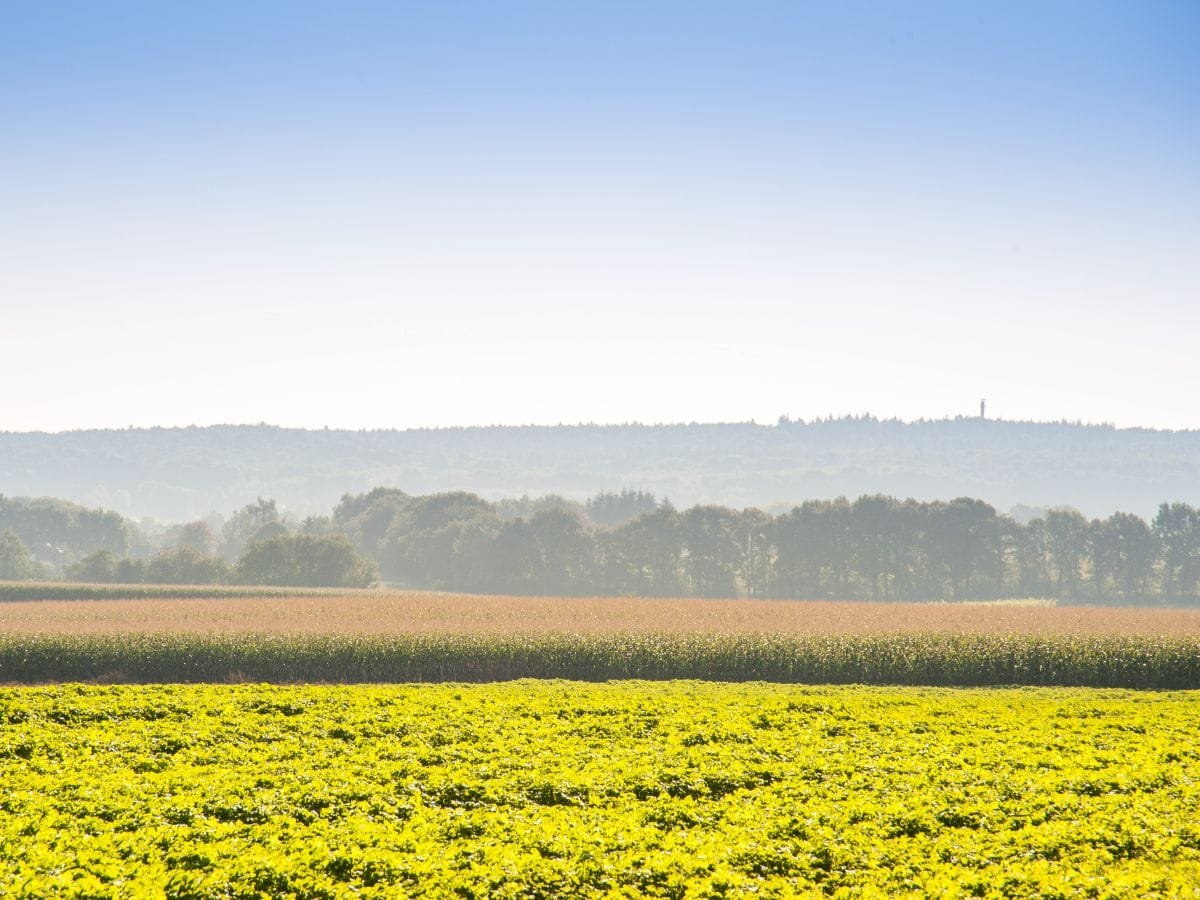omgeving-rijk-van-nijmegen-14 Uitzicht richting het Reichswald vanuit Berg en Dal