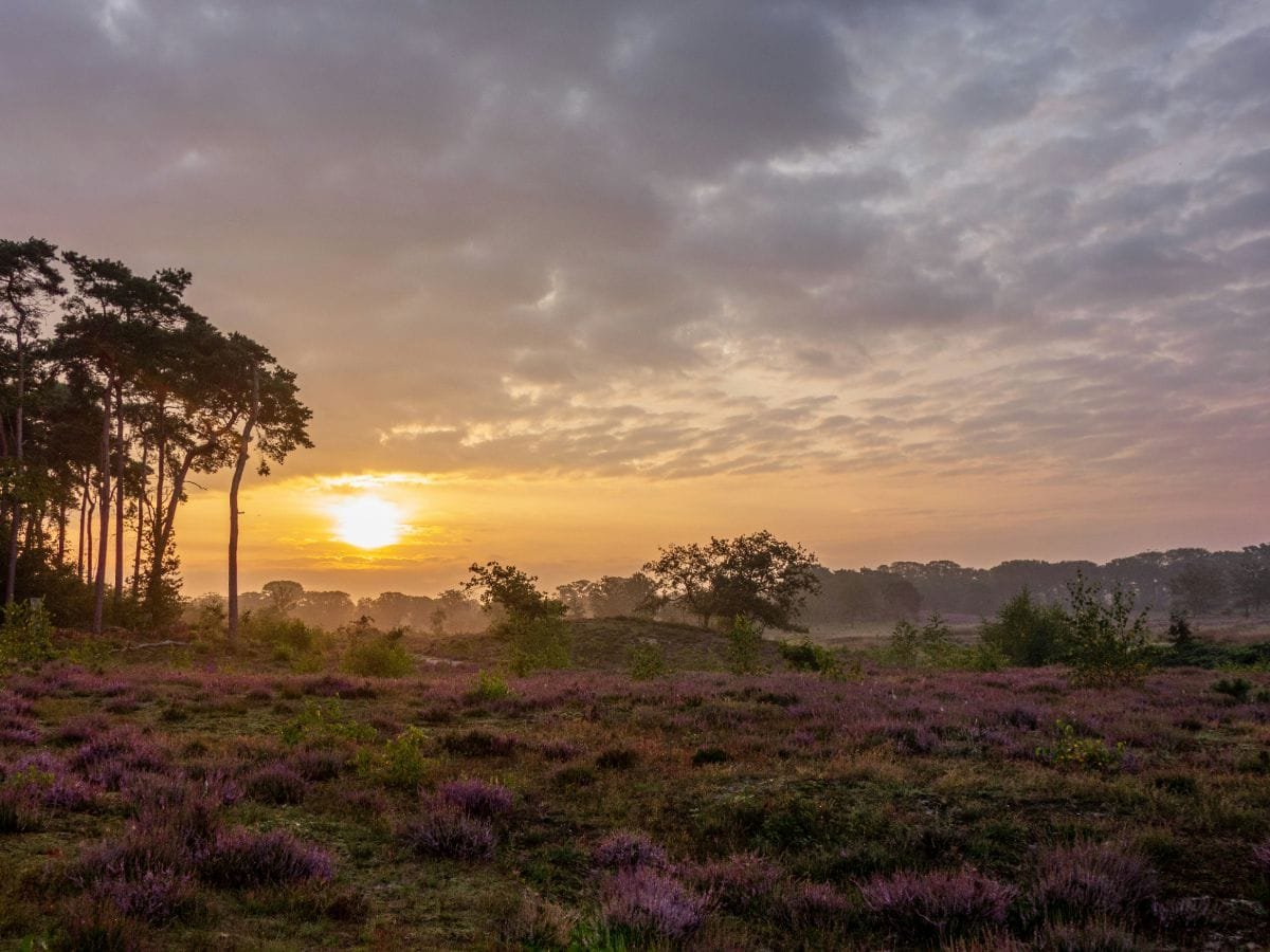 omgeving-rijk-van-nijmegen-18 Heide met ondergaande zon