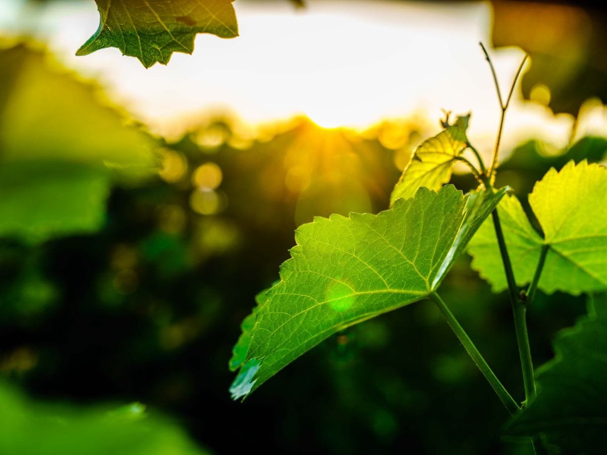 Wijnrank bij Op de Horst in Groesbeek