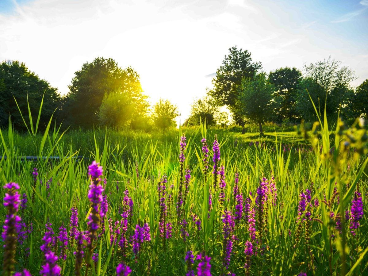 Schitterende natuur in het Rijk van Nijmegen