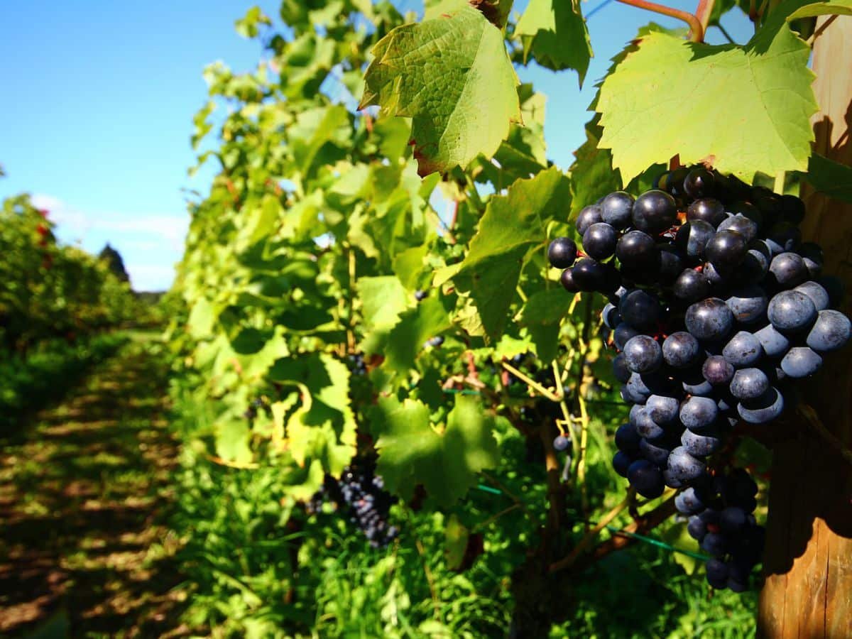 Druiven in wijndorp Groesbeek